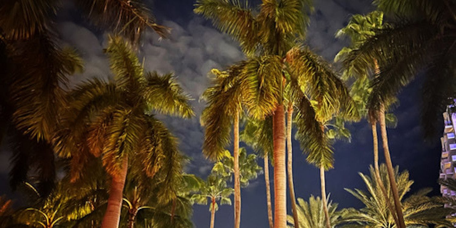 Palm Trees during Art Basel Miami